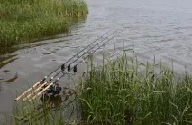 зърното караси