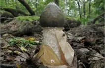 лікувальні