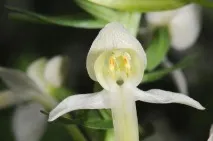 bifolia Любка двулистна