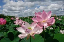 Лотосові поля в Дельті Волги, Наука і життя поля