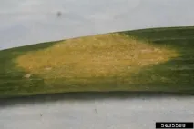 блог пероноспороза