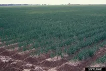 мухъл пероноспороза