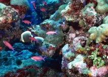 Лікування та акліматизація живого каміння, Лікування та акліматизація живого каміння скель Live rocks, акліматизація