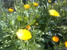 Лікувальні властивості календули властивості