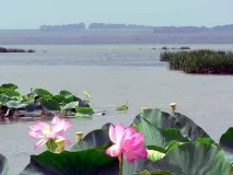 Лотосові поля в Дельті Волги, Наука і життя лотосові