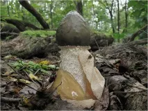 лікувальні