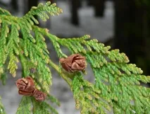 хламиоза народни средства