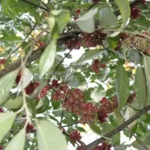 Лох багатоквітковий або дивовижна ягідка гумі, Фрукти та Варіння Півдня гумі