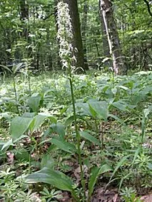 двулистна bifolia