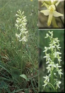 platanthera виолетова