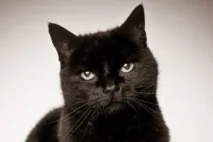 котките вълшебните