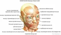 Міостимуляція особи схема проведення та ефект від процедури міостимуляція