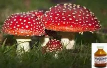 Народні засоби від раку молочної залози лікування капустою, лопухом, компреси з травами засоби