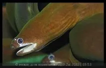 Мурена прісноводна (Muraena rhodochilus) мурена