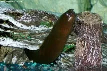 Мурена прісноводна (Muraena rhodochilus) прісноводна