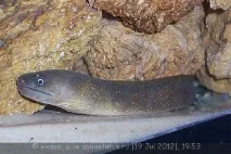 Мурена прісноводна (Muraena rhodochilus) мурена