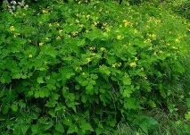 Народні засоби від раку молочної залози лікування капустою, лопухом, компреси з травами молочної