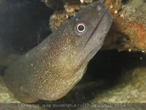 Мурена прісноводна (Muraena rhodochilus) rhodochilus