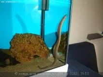 Мурена прісноводна (Muraena rhodochilus) прісноводна