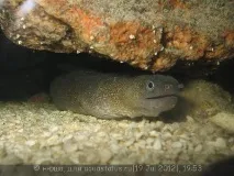 Мурена прісноводна (Muraena rhodochilus) мурена