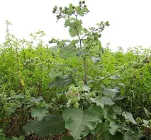 Народні засоби від раку молочної залози лікування капустою, лопухом, компреси з травами молочної