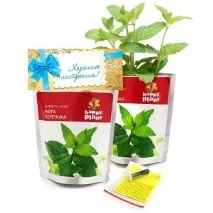 Набір для вирощування М’ята перцева, Happy Plant, ціна 162 руб набір