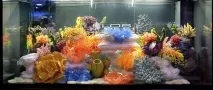 морска аквариум