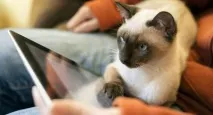 сиамските котки сиамските котки