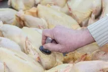 лечение свински трупове