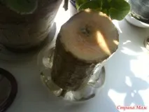 стайни