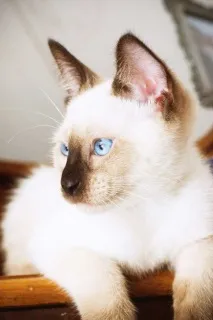 сиамските котки сиамските котки