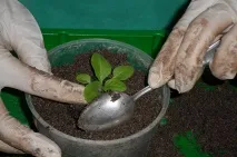 Город на підвіконні Як виростити розсаду в домашніх умовах, СІЛЬСЬКЕ ГОСПОДАРСТВО, АІФУдмуртія виростити