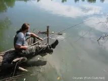 пролетното шарана