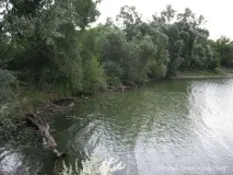 пролетното шарана