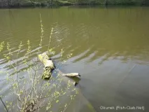 шарана шарана