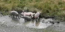 животните тайни