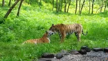 Весілля у Приморському сафарі-парку тигр Амур одружився весілля