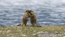 малки възраст малки възраст