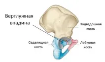 Тазостегновий суглоб людини його докладна будова та можливі патології докладна