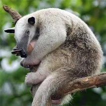 четирипръсти tamandua