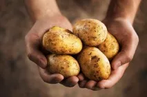 Про те, в якій країні вперше почали вирощувати картоплю вперше