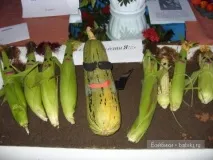 Осіння казка своїми руками руками