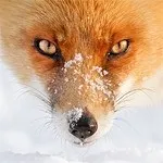 mtsyri избройте