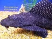 птеригоплихт gibbiceps Sailfin pleco