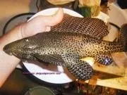 птеригоплихт Pterygoplichthys gibbiceps