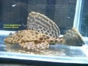 птеригоплихт gibbiceps Sailfin