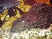 Pterygoplichthys gibbiceps gibbiceps Sailfin pleco