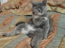 котки