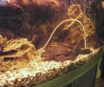 Pterygoplichthys gibbiceps птеригоплихт
