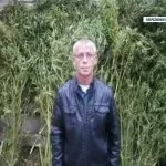 добит канабисът